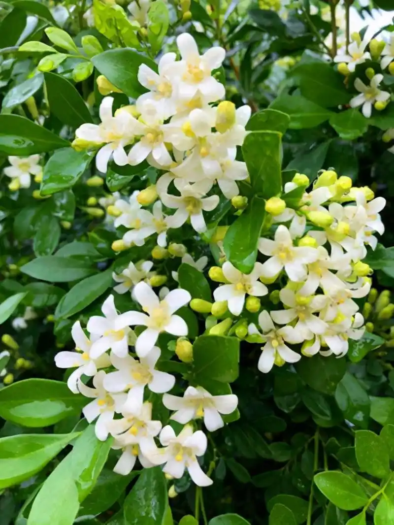 九里香花如其名每次开花香味飘远满树都是小白花