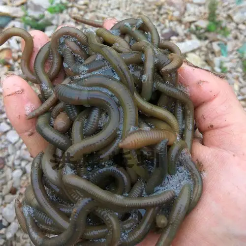 青蚯蚓大蚯蚓绿蚯蚓活体松土蚯蚓鱼饵臭蚯蚓土蚯蚓龟粮翠青 中号12条