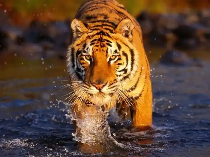 工作如猛虎 生活似考拉