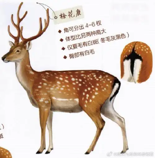 斑鹿##梅花鹿