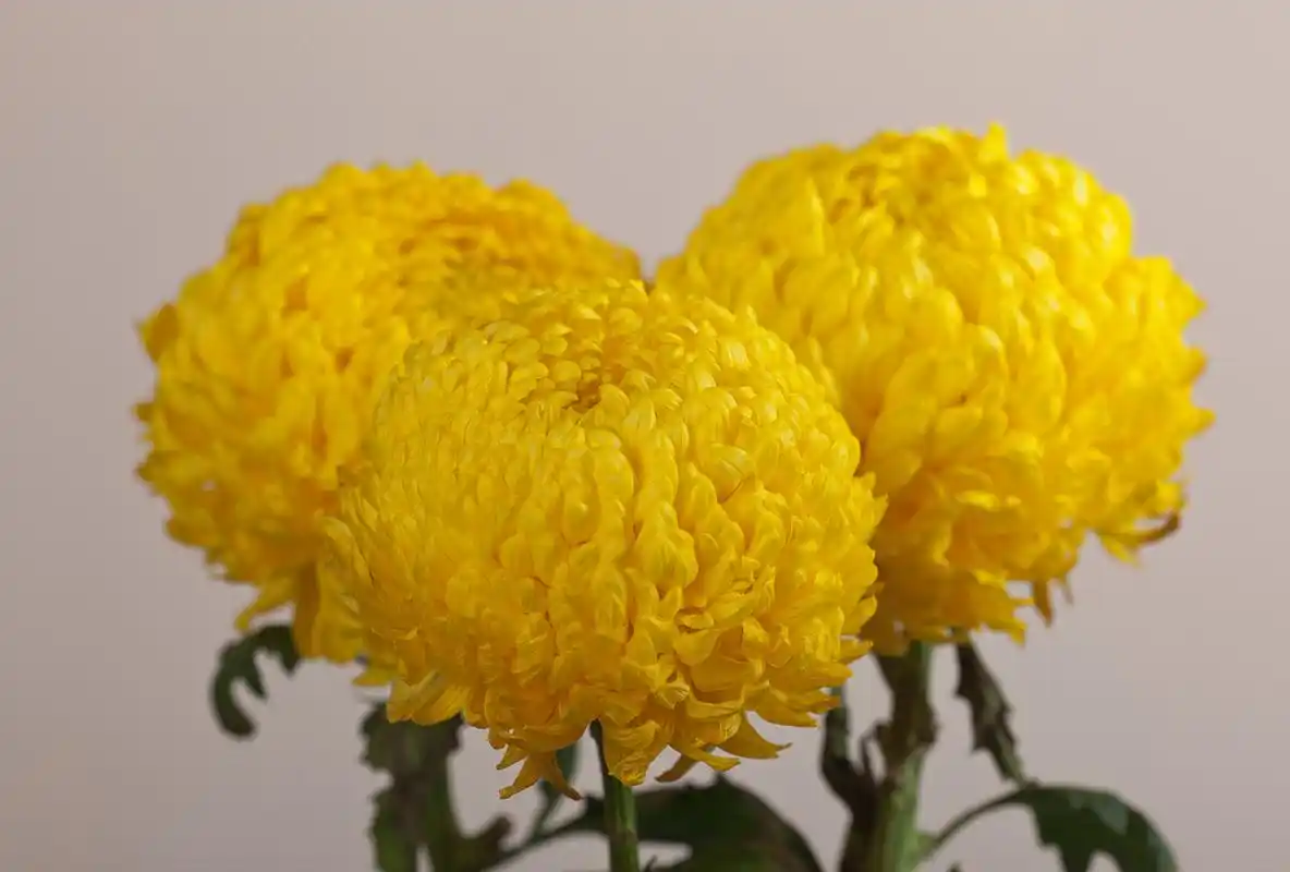 通过欣赏和了解菊花,我们可以感受它所散发出的高雅气质和丰富的文化