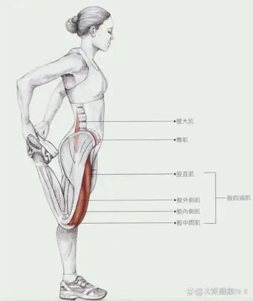 股四头肌(解剖—拉伸) 起点:股直肌起自髂前下棘,股中肌起自股骨体