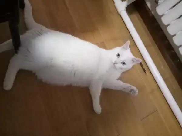 白猫是不是都是大胖子!我见过的白猫好像都挺大只的!