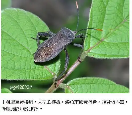展开全部 粗腿巨缘椿象 中文名: 粗腿缘椿象 学名: anoplocnemis
