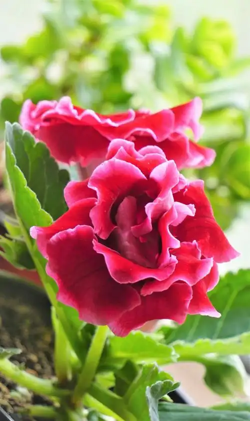 邻居所送大岩桐开花