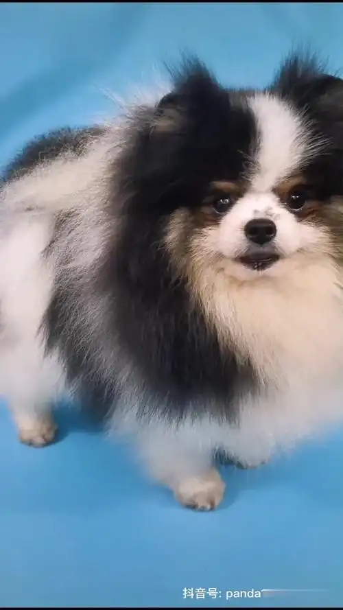 笑的和一朵似的,我的颜值狗～泰戈花博美 博美 萌宠-萌宠视频-搜狐