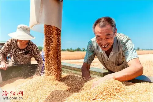 洛宁县:小麦丰收 农民笑开颜