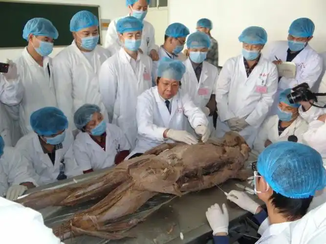 5月26-30日解剖班开班了!3天学习,2天门诊实操学习!