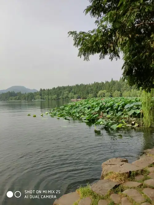 美丽的西湖我们来了