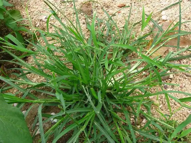 牛筋草的用处还不小