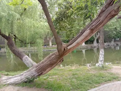 还记得门口那棵老歪脖树吗?