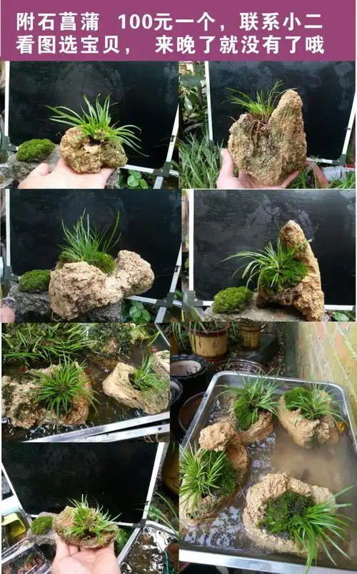 菖蒲虎须金钱石菖蒲随手香味野草昌蒲夏季适合种植绿植花卉香草