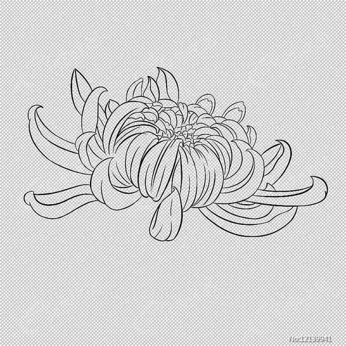 白描菊花古风图片_卡通手绘_编号12139941_红动中国