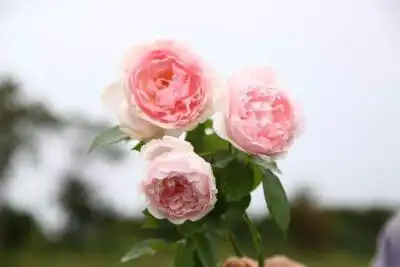 藤本月季凯瑟琳莫利(英国)