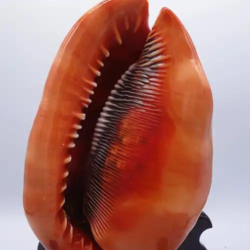 厂家批发万宝螺 海螺贝壳工艺品现代简约海螺纪念品 家居摆件装饰