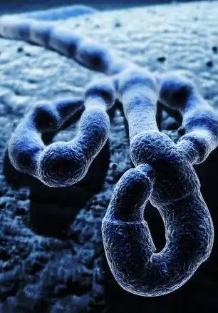 史上最强病毒"埃博拉"!究竟有多恐怖!