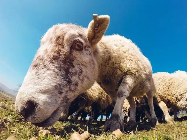 世界上最贵的4种羊:一只价值1200万,凭啥卖到这么贵?