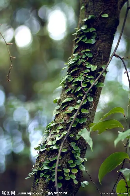 蔓藤图片