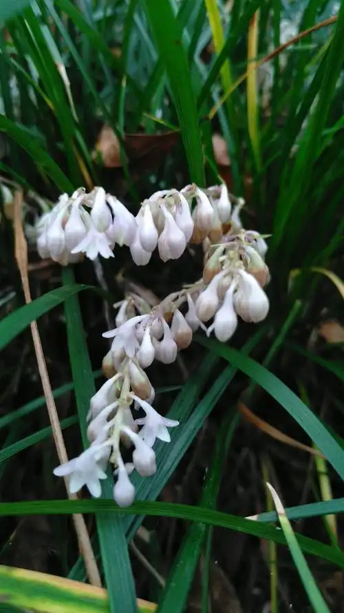 麦冬静悄悄开花了,它们开的花好看吗?