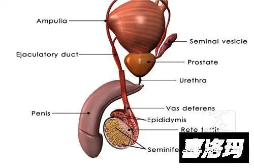 阴囊湿疹用什么洗液?有什么症状?
