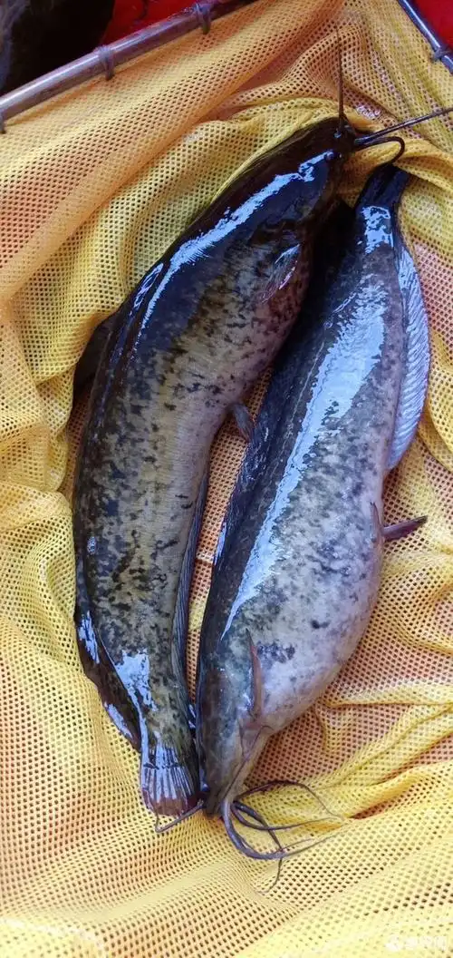 本地塘鲺 各品种各规格