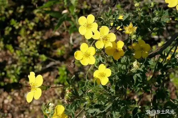 "- 重新认识翻白草