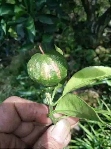 这果果上的是树脂病吗请问老师-大丰收柑橘问诊在线平台