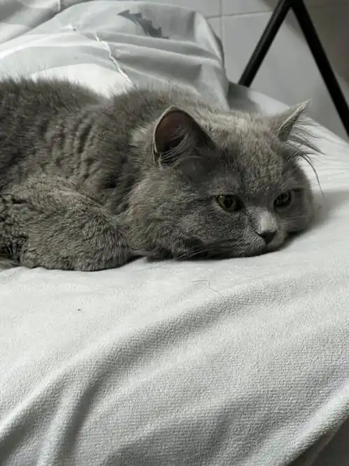 猫咪日常  #我家宠物好可爱  #长毛蓝猫