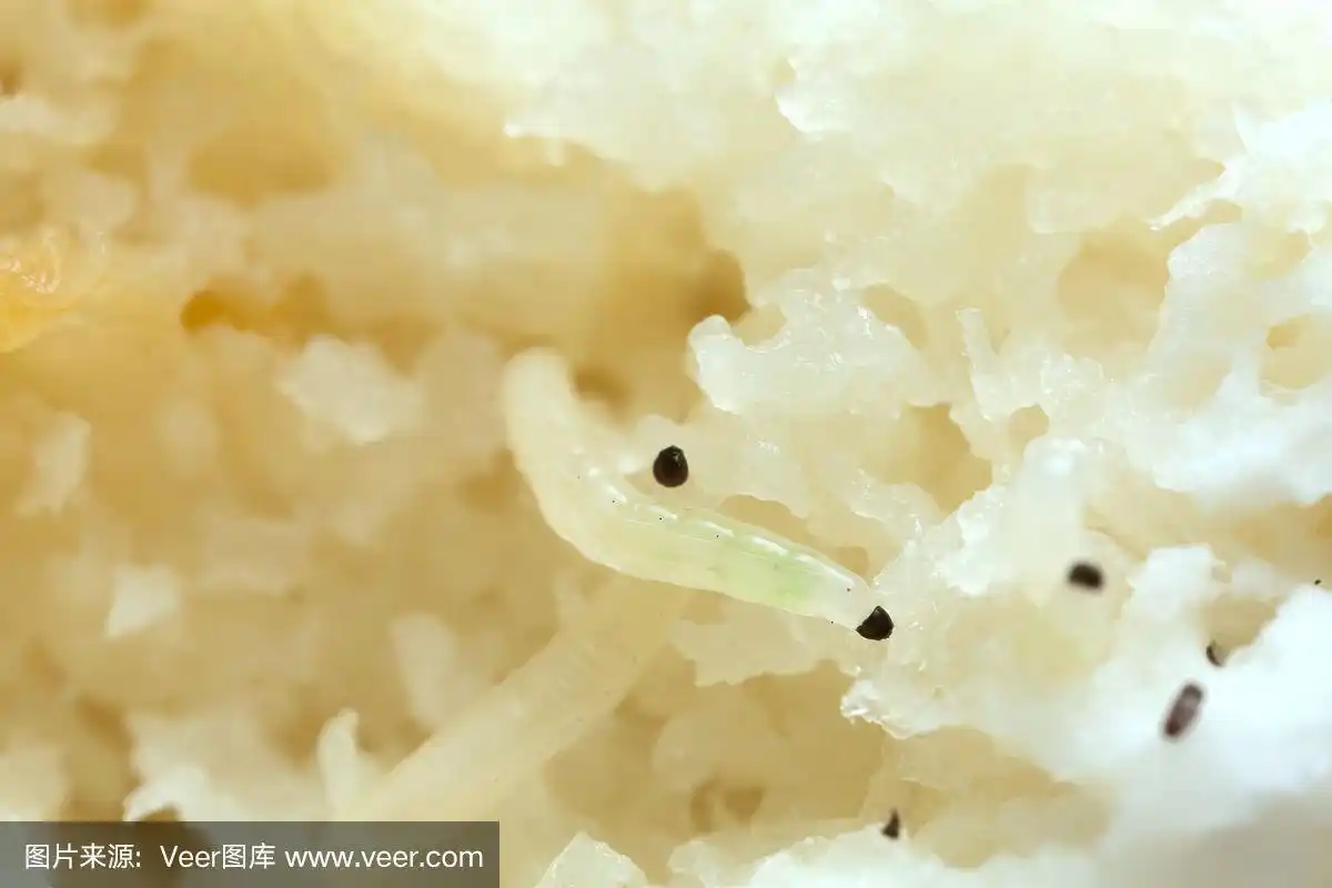 菌蚊幼虫,牛肝菌菌科