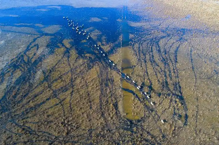 组图江苏大丰湿地麋鹿欢