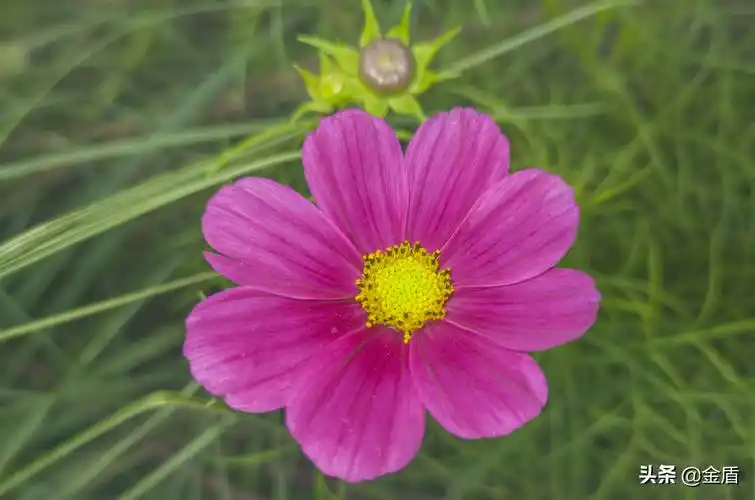 秋英花绽放的花朵皎洁饱满,花瓣美丽动人