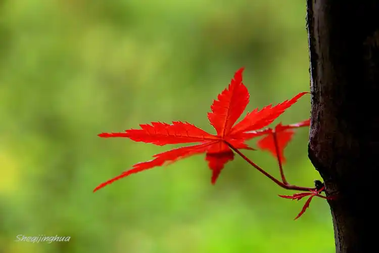 红枫-生态微距-光影中国网-36.01ny.cn - powered by discuz!