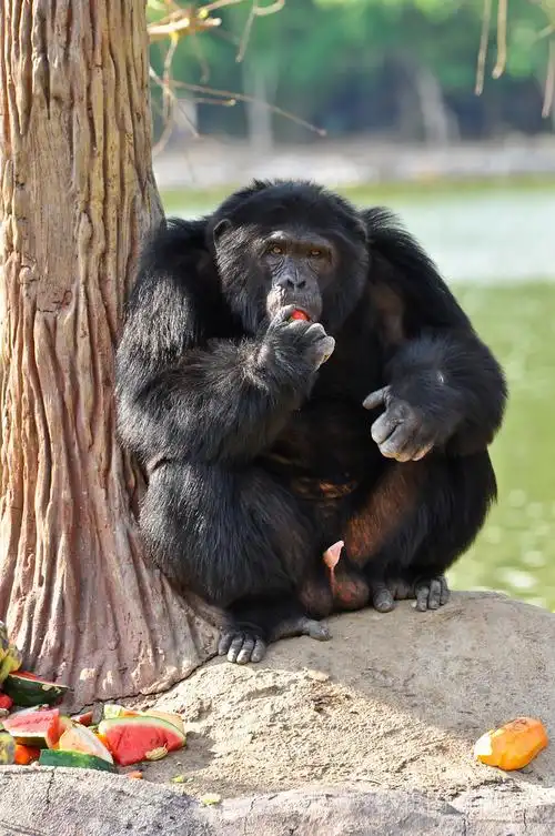 6969这么看来,黑猩猩的智商真的不容小觑,不愧是世界上第二聪明的