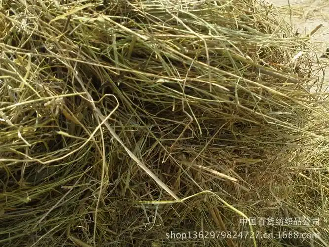 批发内蒙古羊草