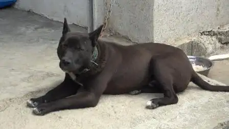 老人说黑狗四脚踏青云,哪怕胸白也是好狗