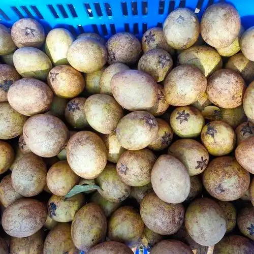 海南人心果养生圣果新鲜果园现摘非常甜热带水果稀奇稀有水果2斤装