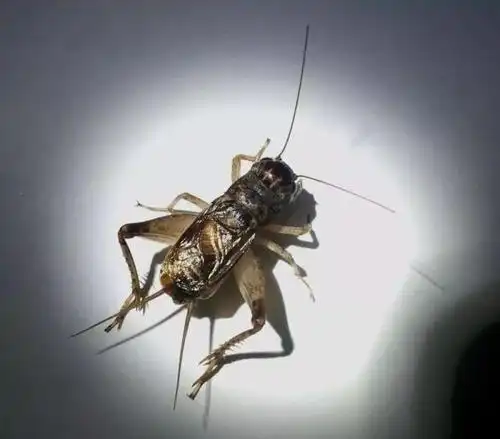 宁津蟋蟀之将军翅