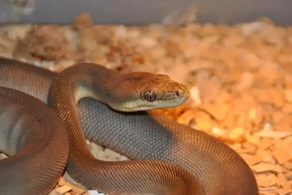 世界上最长的蛇 眼镜王蛇居然有5米多长