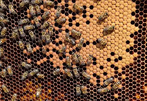 蜜蜂,家,蜂场