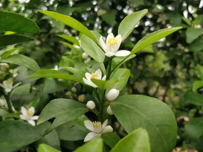 柑橘花期(沙糖桔,夏橙)_手机摄影_poco摄影,素材,柑橘,花