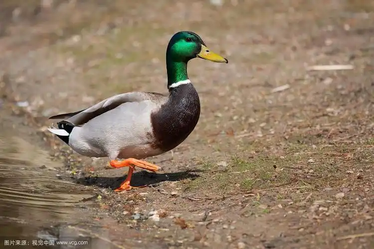 一只公鸭的特写,野鸭,站在长满草的山丘上