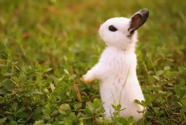 兔子亲近主人的表现有哪些?它们的寿命一般是多久?