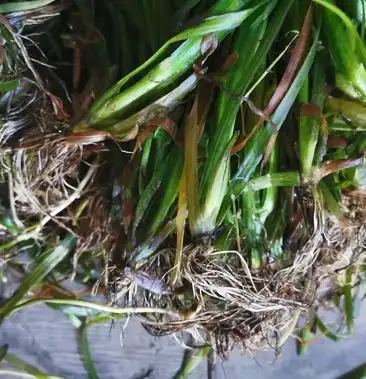 改良四季苦草矮生苦草扁担草面条草净化水质造景美化环境