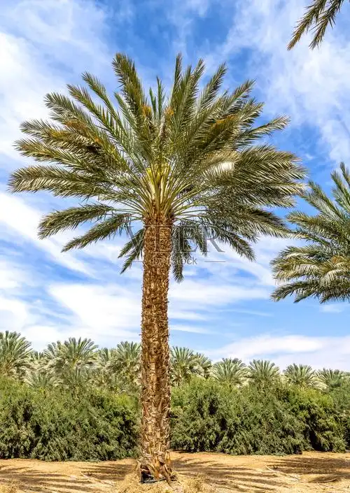 成年枣椰树特写,农业,中东地区