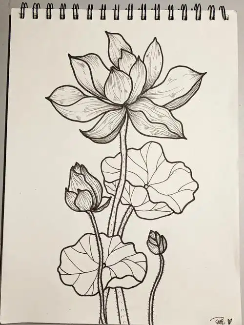 今日份线条 画荷花  出淤泥而不染 濯清涟而不妖#黑白装饰画  #插画