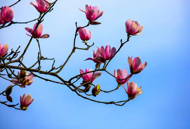 化石的美篇2020年辛夷花开