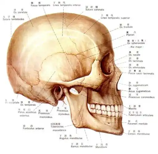 上古卷轴5捏脸教程人脸造型比例解析