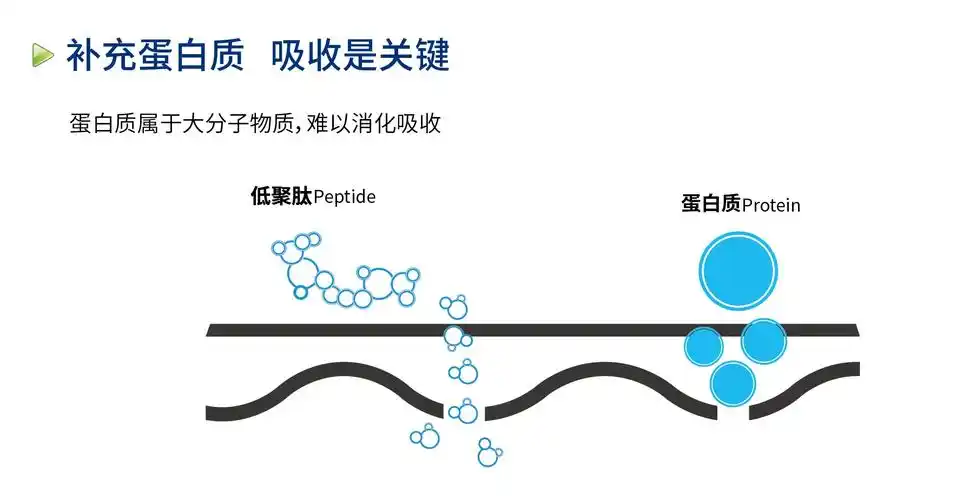 功能肽,又称生物活性肽,是指在体内发挥重要生理作用的肽类化合物.