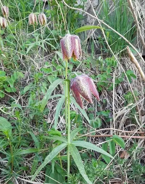轮叶贝母(张钢民拍摄)