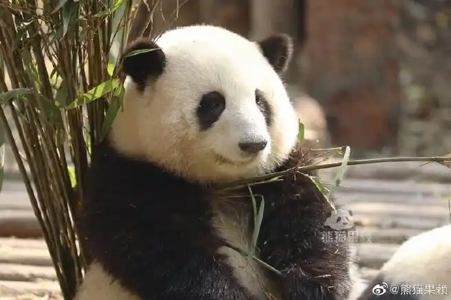 旅俄大熊猫画风突变体重狂飙40公斤##国宝团子有烦恼吗